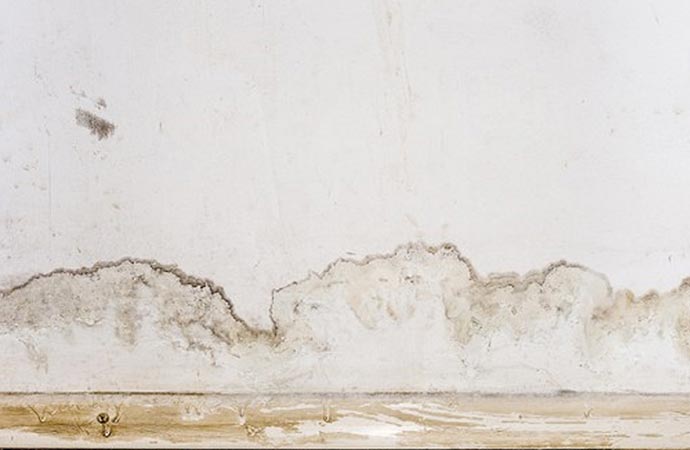 Professional mold damage prevention